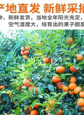 广西南宁无核沃柑10新鲜现摘