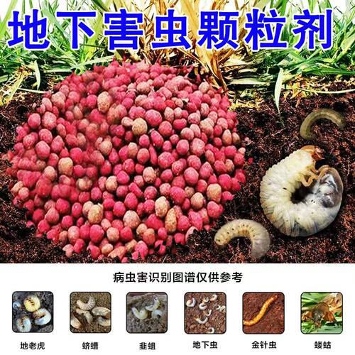 【地下虫全灭】蛴螬根蛆蝼蛄潮虫蜈蚣爬虫颗粒剂菜地地下害虫肥料