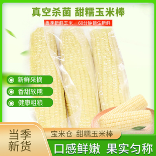 内蒙古林西县甜糯玉米1.6kg