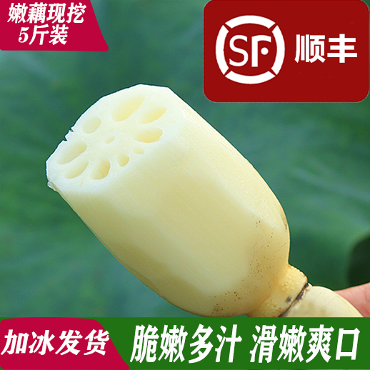 现挖湖北新鲜莲藕嫩藕洪湖