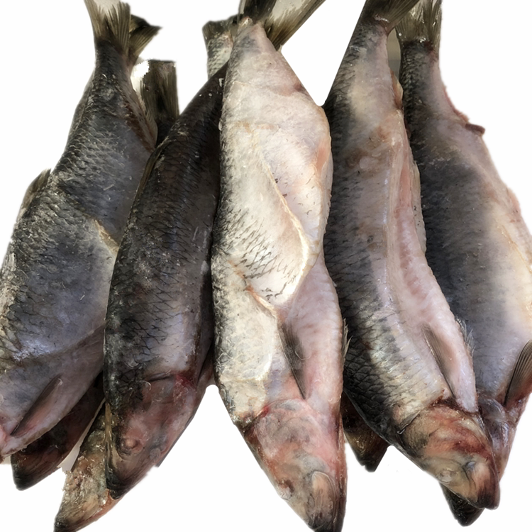 冷冻鲱鱼东北沙丁鱼俄罗斯青鱼新鲜冷冻水产鳁鱼白鱼籽原条清香鱼