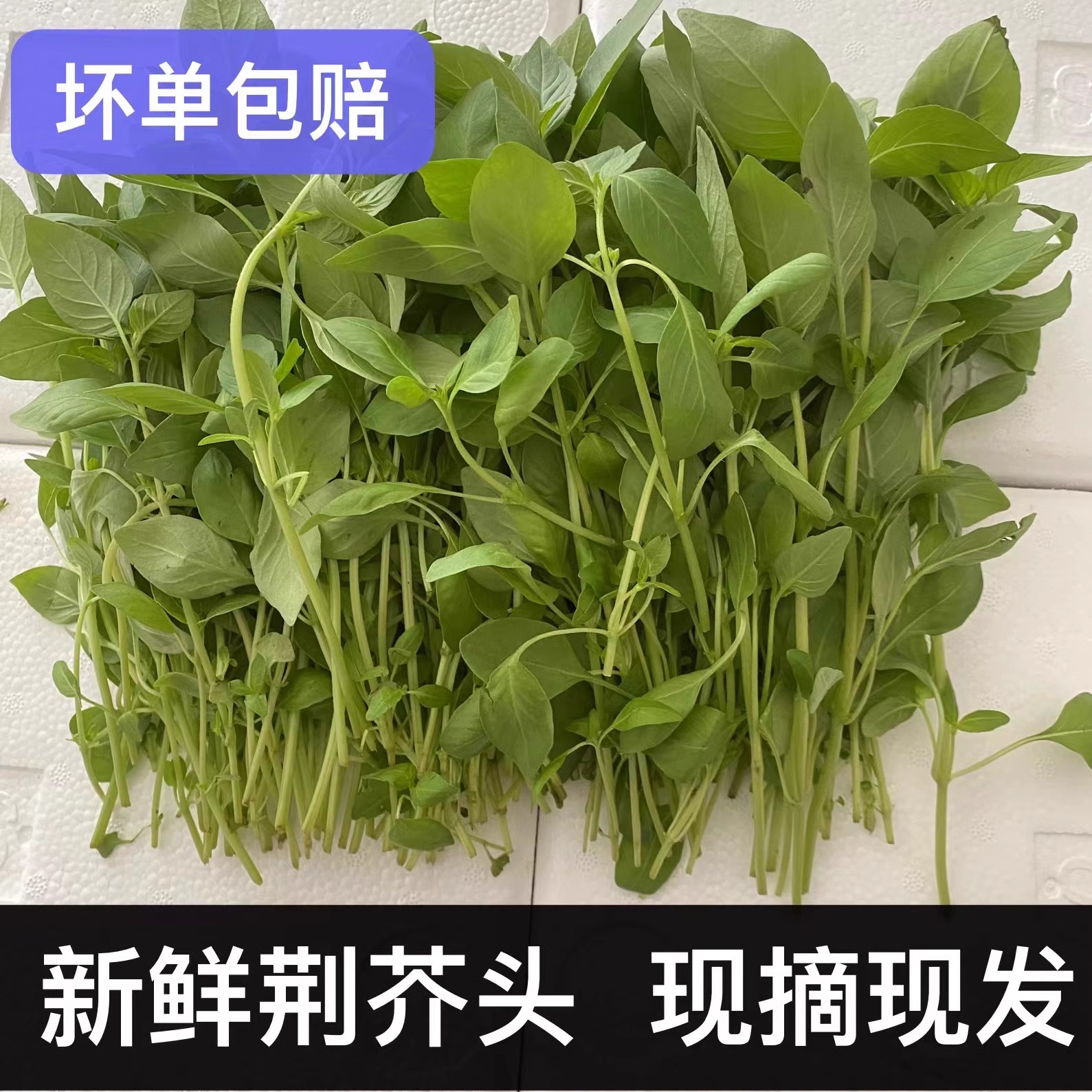新鲜荆芥头河南大叶荆芥菜茎芥菜调味菜蔬菜现摘发货冰鲜包邮