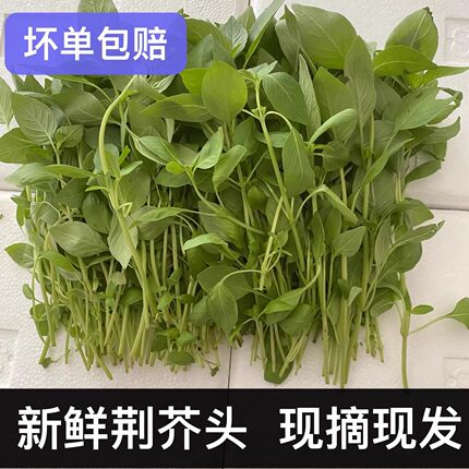 新鲜荆芥头河南大叶荆芥菜茎芥菜调味菜蔬菜现摘发货冰鲜包邮