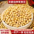 2025东北新黄豆非转基因海伦大豆东升1号生黄豆芽打豆浆高蛋白5斤