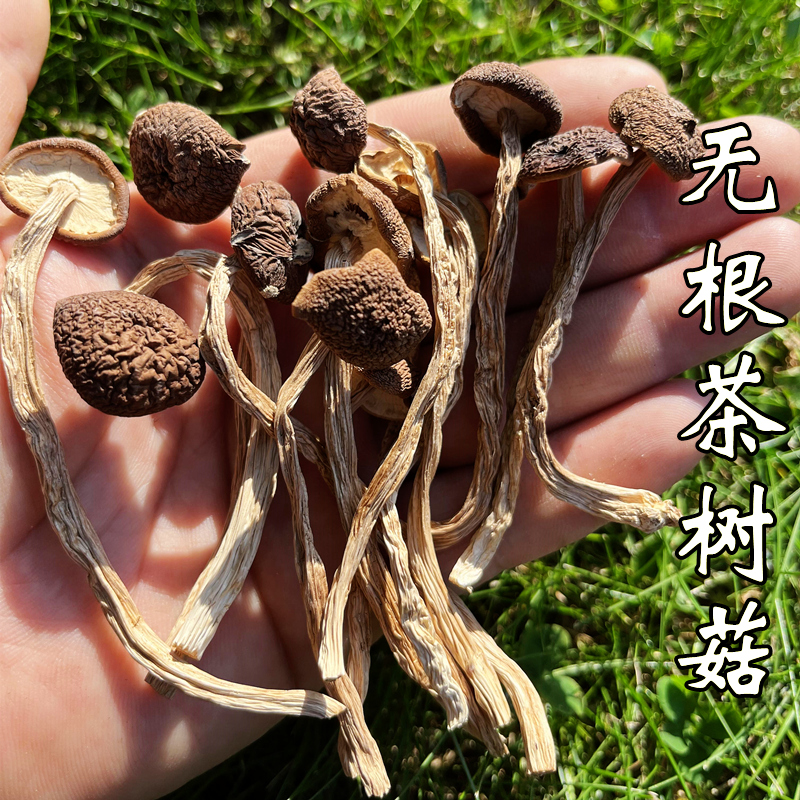 茶树菇干货特等新货不开伞修剪无根嫩茶树蘑菇香菇煲菌汤散装500g 粮油调味/速食/干货/烘焙 香菇类 原图主图