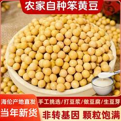 2024东北新黄豆非转基因海伦大豆东升1号生黄豆芽打豆浆高蛋白5斤