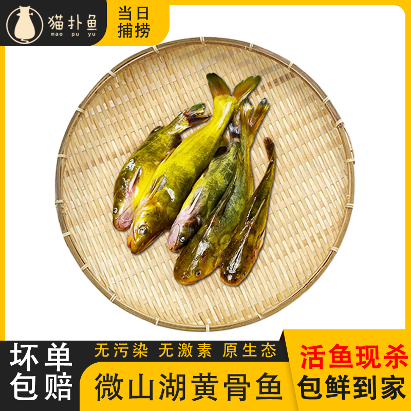 【现杀黄颡鱼黄骨鱼】鲜活微山湖