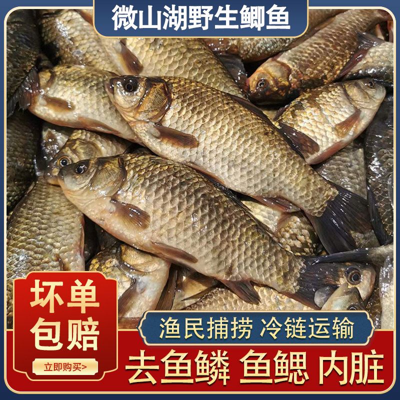 【当日捕捞】新鲜现杀鲫鱼微山湖