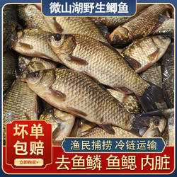 微山湖鲫鱼鲜活新鲜淡水鱼土小活鲫瓜子鱼特大自然野湖滋补下奶