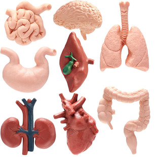 8PCS Mini human organs Body Model for Kids Physiology 3D toy