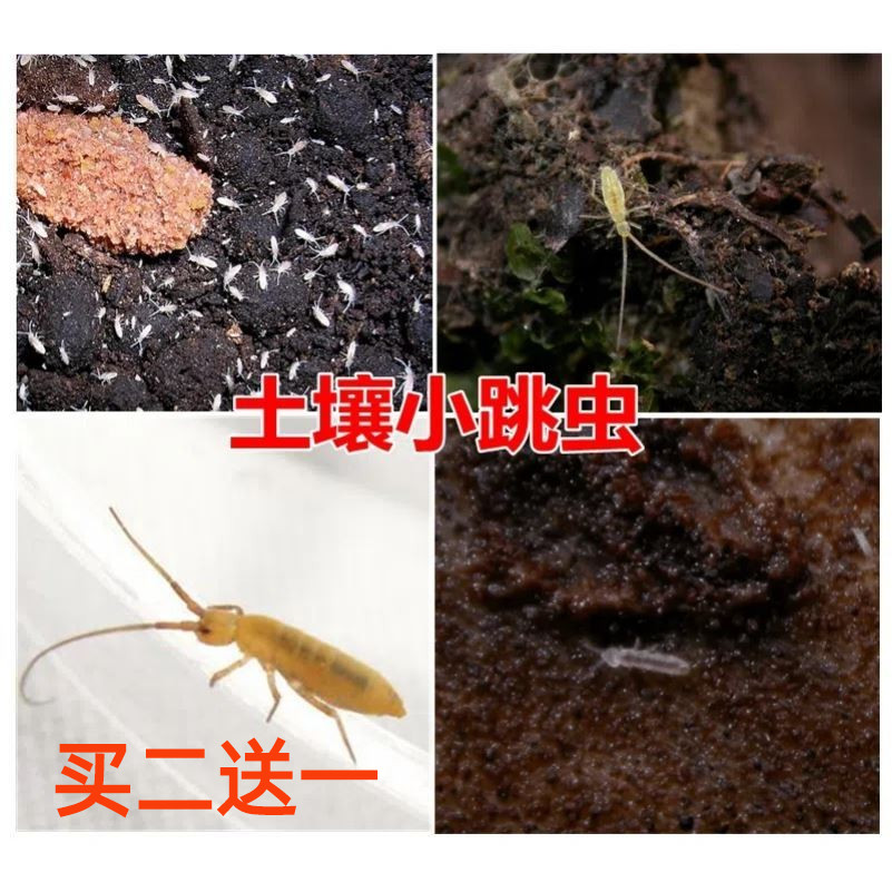 花盆土壤杀小点白虫跳虫烟灰虫潮虫鼠妇千足虫马陆虫卵的药杀虫剂