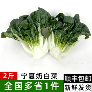 新鲜宁夏奶白菜2斤 矮脚奶白菜蔬菜 牛奶白菜奶油白菜 顺丰包邮