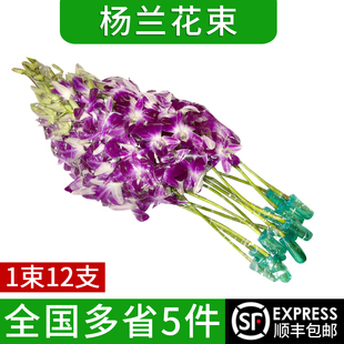 新鲜杨兰花束1束12支 酒店西餐摆盘装饰材料 洋兰花朵石斛兰