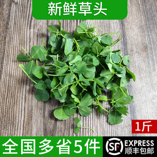 新鲜草头500g 上海本地农家三叶菜 新鲜蔬菜金花菜苜蓿草本地草头