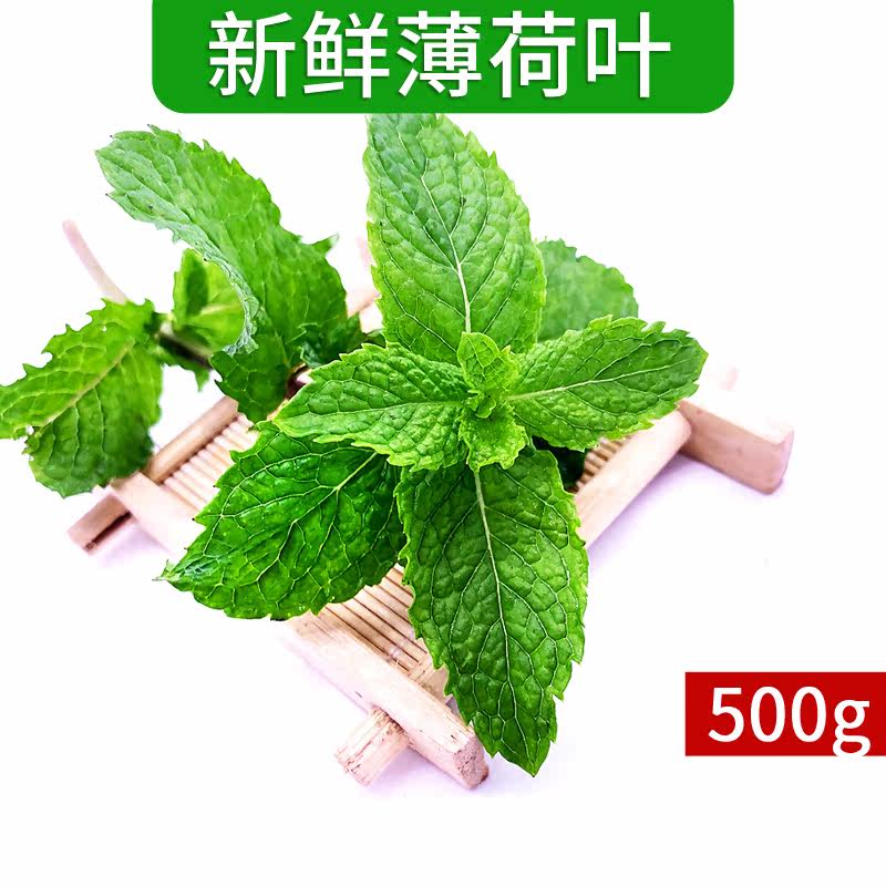 新鲜薄荷叶500g 可食用清凉其它
