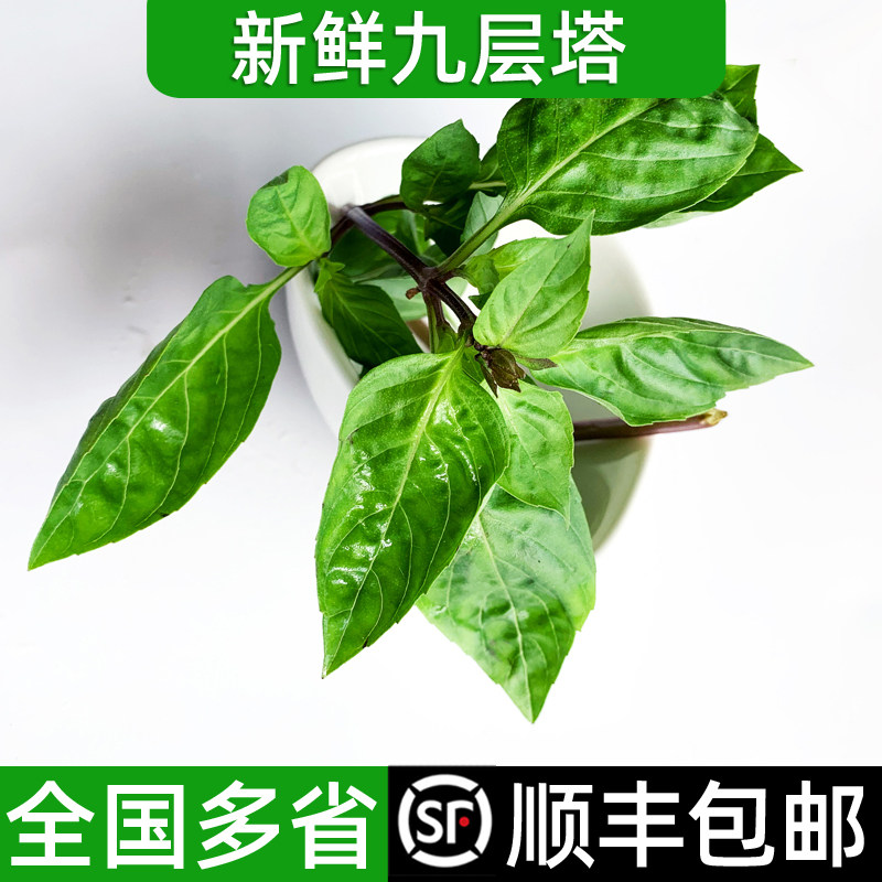 新鲜九层塔  金不换鱼香草 三杯鸡冬阴功厨房香料 顺丰包邮