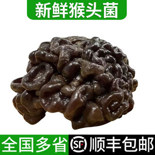 新鲜猴脑菌500g/包 核桃菌玛卡菌参花菌菇黑球菌 爽脆嫩滑火锅