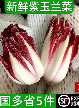 紫玉兰菜500g新鲜蔬菜芽球菊苣chicory比利时沙拉西餐食材