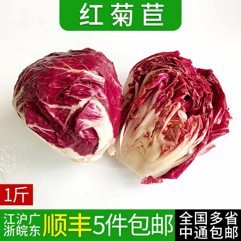 新鲜红菊苣500g  落地球生其它
