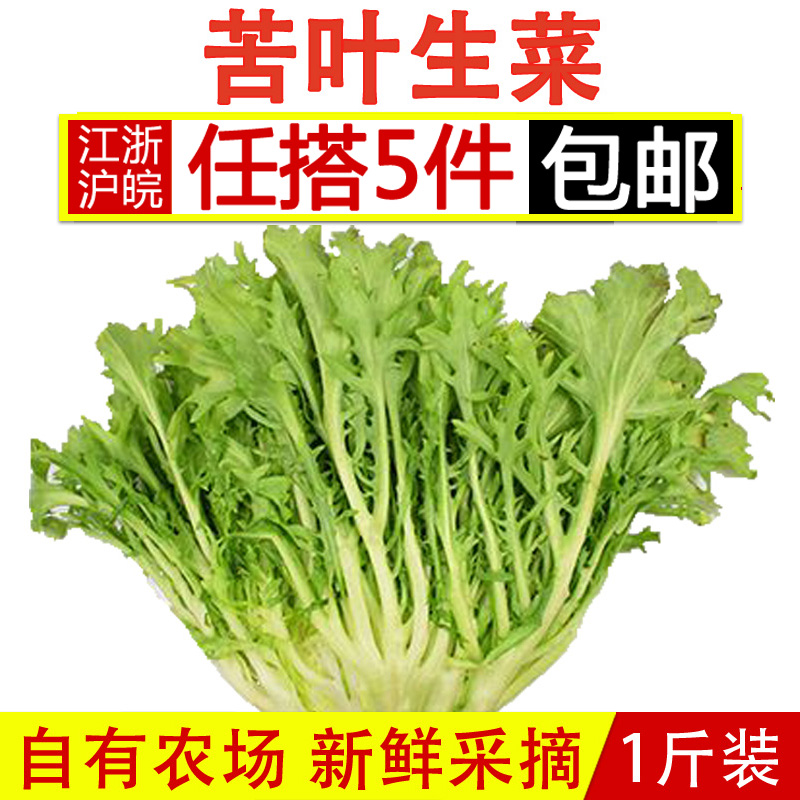 ¿àÒ¶Éú²Ë500g °üÓÊÐÂÏÊÊß²ËɳÀʳ²Ä¿à¾Õ¿àϸҶ¹·Ñ¿²Ë¿àÜÄÉú²Ë