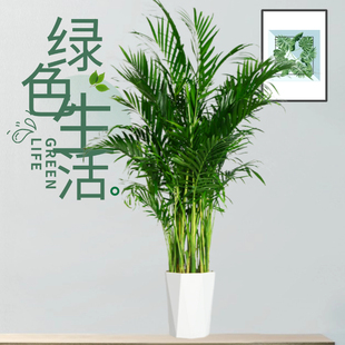 1-1.1米富贵椰子大型绿植盆栽室内客厅办公室好养植物盆景