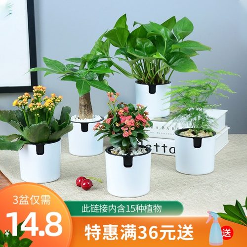 盆栽植物栀子花价格 盆栽植物栀子花图片 星期三