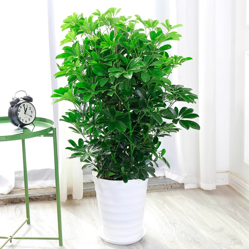 鸭脚木盆栽客厅办公室绿植