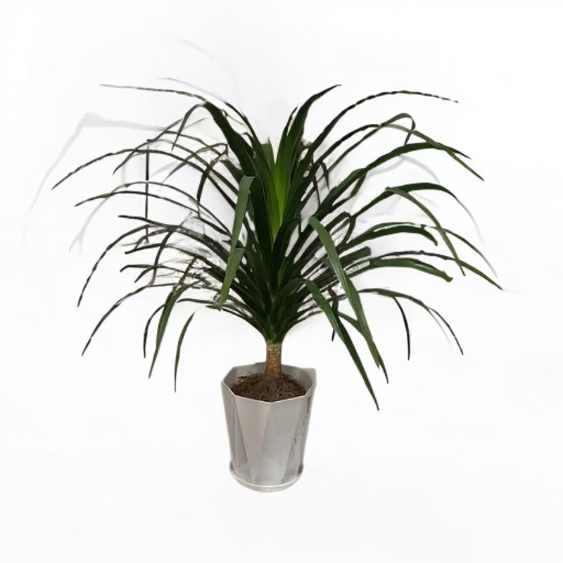 龙须树龙血树室内客厅盆栽大型绿植花卉植物净化空气,鲜花速递/花卉仿真/绿植园艺,大型绿植/成品组合盆栽,淘宝优惠券,粉丝福利购,淘宝优惠卷