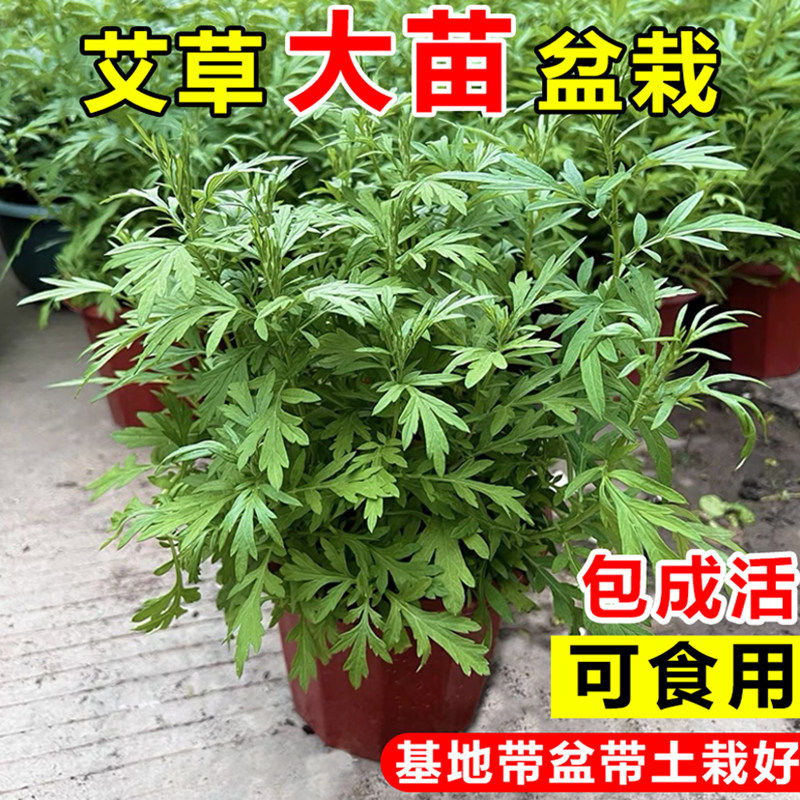 艾草盆栽植物可食用新鲜艾草叶客香草植物
