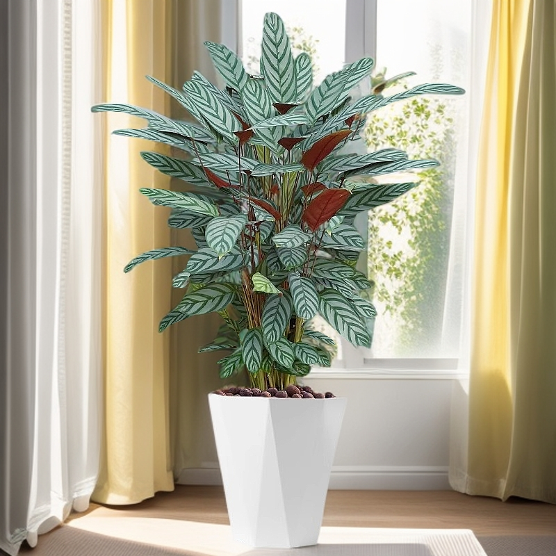 孔雀竹芋盆栽植物北欧风高档观叶网红绿植室内耐阴好养活