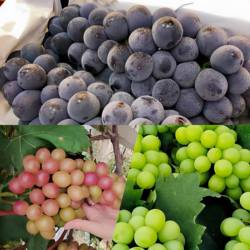 马陆玫瑰香巨峰阳光葡萄三拼礼盒装整串现摘现发当季新鲜水果顺丰