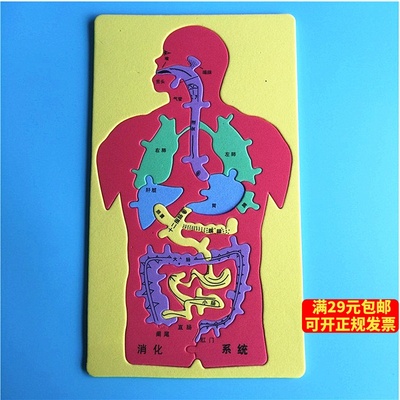diy人体消化系统内脏科学实验