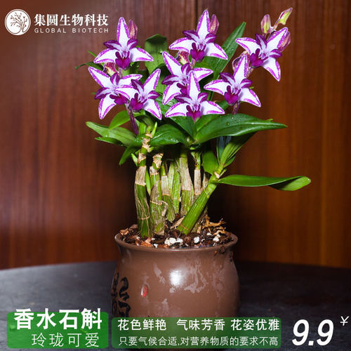 石斛兰带花价格 石斛兰带花图片 星期三