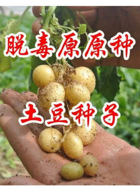 0.6-2克定西马铃薯脱毒种薯原原种微型小土豆红黄白黑粉糯洋芋子