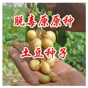 0.6-2克定西马铃薯脱毒种薯原原种微型小土豆红黄白黑粉糯洋芋子