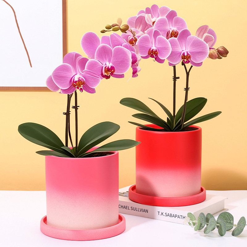 桃花粉简约素烧年宵渐变盆透气陶瓷花盆蝴蝶兰花轻奢套盆透气吸水,鲜花速递/花卉仿真/绿植园艺,花盆,淘宝优惠券,粉丝福利购,淘宝优惠卷