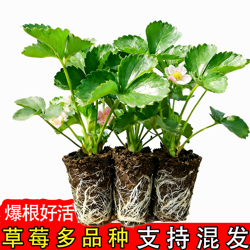 四季奶油草莓盆栽阳台庭院红颜秧苗种植果树当年结果新手推荐,鲜花速递/花卉仿真/绿植园艺,家庭园艺种子,淘宝优惠券,粉丝福利购,淘宝优惠卷