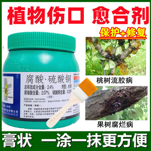 愈合桃树腐烂修剪嫁接涂抹流胶病