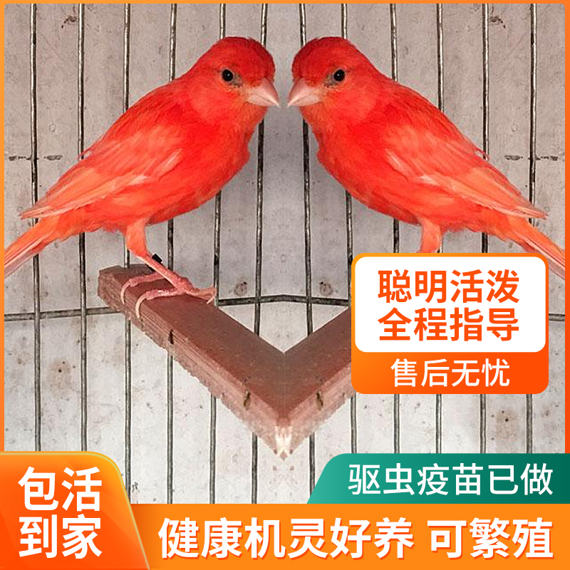 宠物鸟活体活物观赏鸟辣椒红芙蓉金丝雀红桂皮辣椒红雪花红鸟包邮