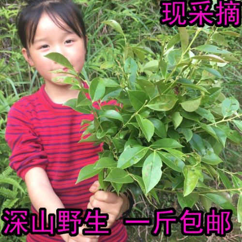 2026新鲜采摘嫩叶乌米饭野生乌饭叶南烛叶乌饭草头乌米粽江浙沪包