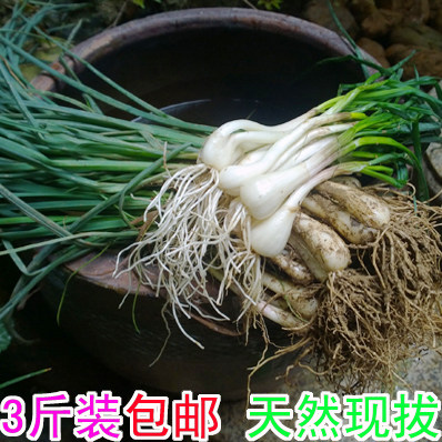 3斤天然新鲜带叶荞头茭头藠头非薤白头蕌头带根须可腌制泡菜种植