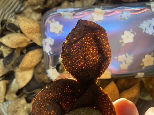 5年山桔皮陈皮正宗广东陈皮泡水泡茶