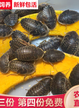 杜比亚蟑螂昆虫爬宠活饵饲料