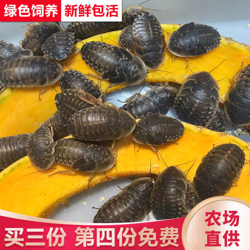 杜比亚蟑螂昆虫爬宠活饵饲料