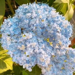 三河千鸟有松寿新品魔幻系列夏洛特绣球花苗大花绣球花苗盆栽