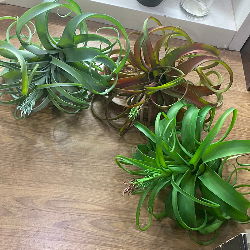 空气凤梨蟹爪老人须相框植物墙
