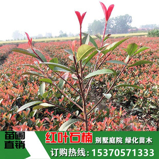 红叶石楠树苗小苗球形红罗宾火焰红四季常青绿篱别墅庭院绿化苗木