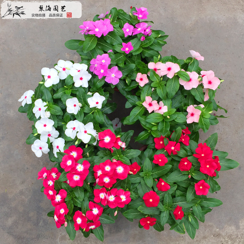 Changchun Flower pot Grow flowers balcony outdoor Windowsill courtyard Garden Botany flowers and plants Days of Spring Bauhinia Potted plantin the Flower delivery/Flowers simulation/Plants gardening , Flowers/Potted plants (New) , Flowers  category - from Buy2taobao.com to provide professional Taobao agent buy service