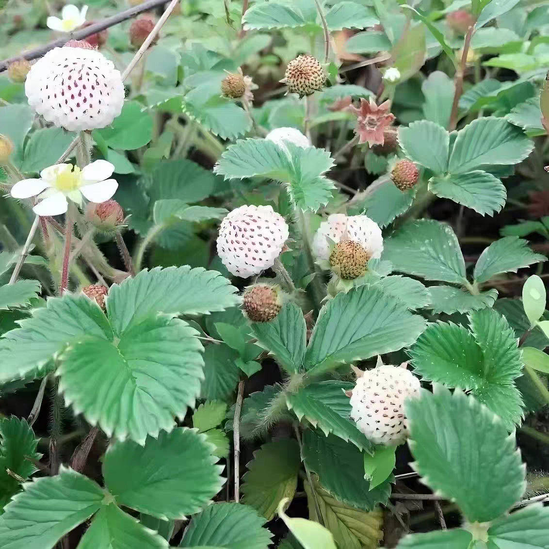 云南山草莓苗奶油白草莓苗盆栽菠萝莓苗野地泡苗白泡儿苗飘子苗