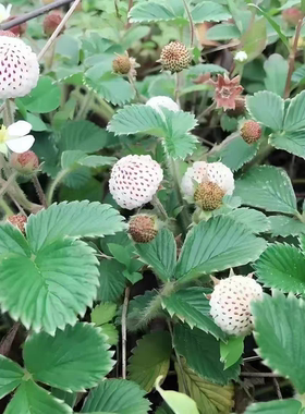 云南山草莓苗奶油白草莓苗盆栽菠萝莓苗野地泡苗白泡儿苗飘子苗